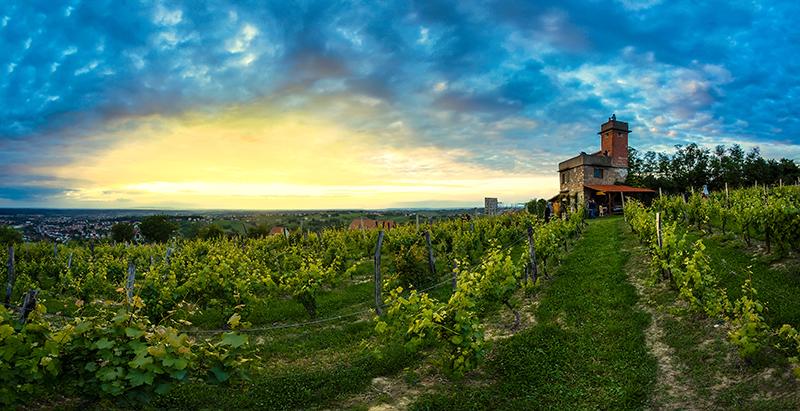 vineyards large