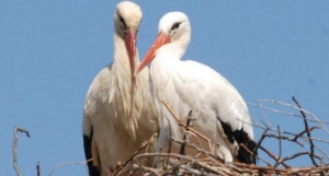 First Bike Tour Organized for Croatia&#039;s Most Famous Lovebirds, Malena and Klepetan